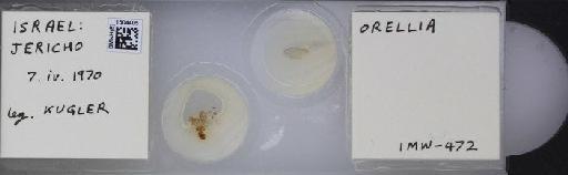 Terellia (Terellia) luteola (Wiedemann, 1830) - BMNHE_1504405_55820