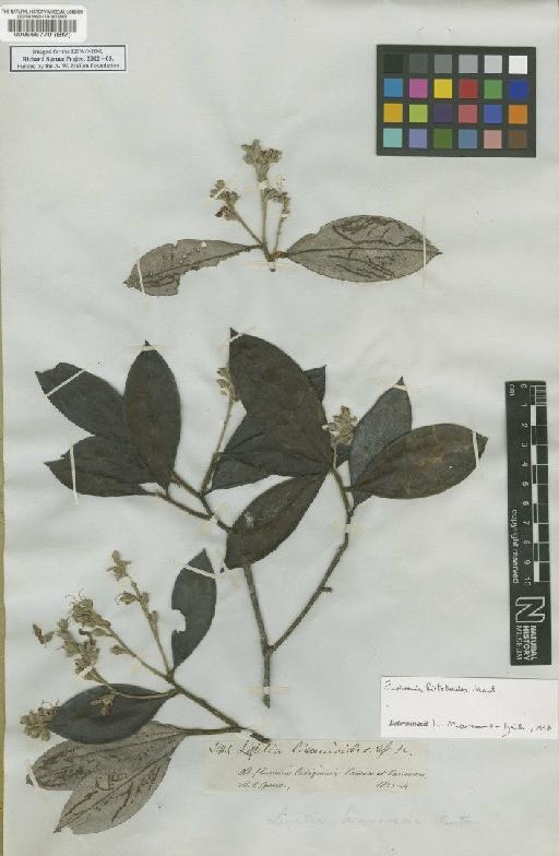 Euphronia hirtelloides Mart. - BM000566779