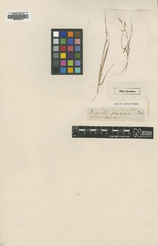 Eragrostis panamensis J.Presl - BM000938615