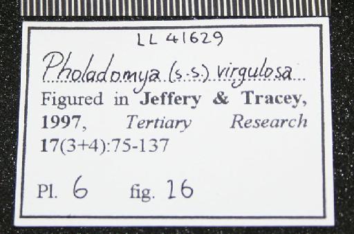 Pholadomya (Pholadomya) virgulosa J. de C. Sowerby, 1844 - LL 41629. Pholadomya virgulosa (label-1)
