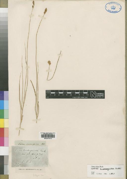 Carex consanguinea Kunth - BM000797613