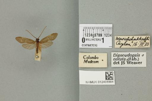 Dipseudopsis notata (Fabricius, 1781) - 012498884_840300_1746708