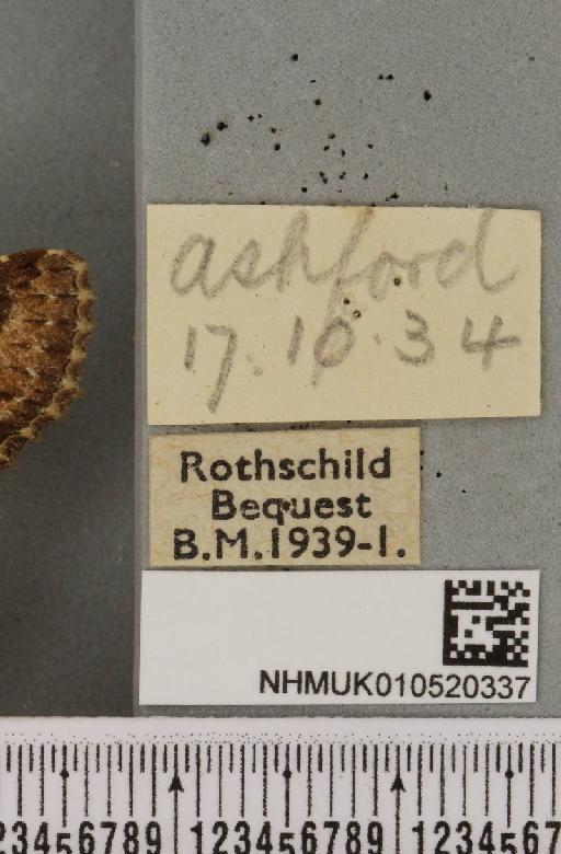 Allophyes oxyacanthae (Linnaeus, 1758) - NHMUK_010520337_label_573866
