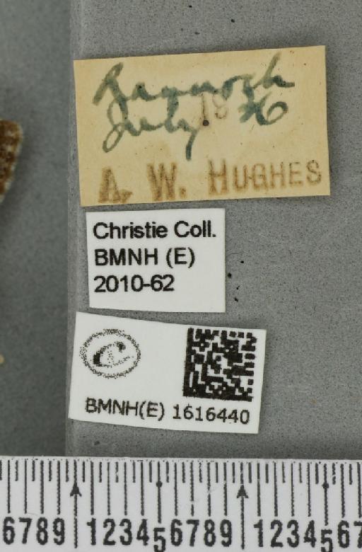 Entephria flavicinctata ruficinctata (Guenée, 1858) - BMNHE_1616440_label_318957