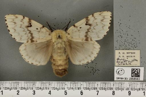 Lymantria dispar (Linnaeus, 1758) - BMNHE_1558983_252900