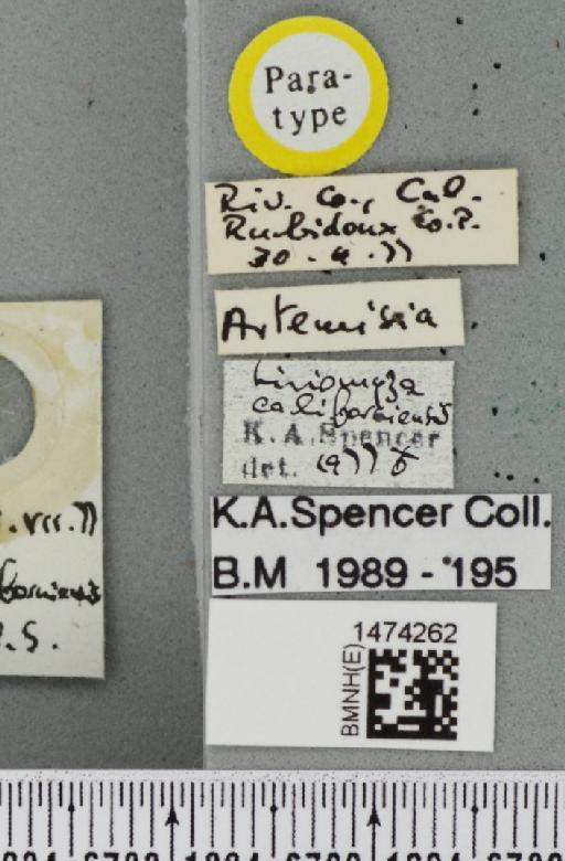Liriomyza californiensis Spencer, 1981 - BMNHE_1474262_label_49524