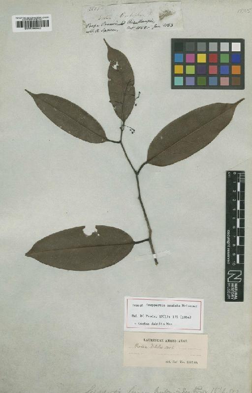 Ocotea debilis Mez - BM000993993