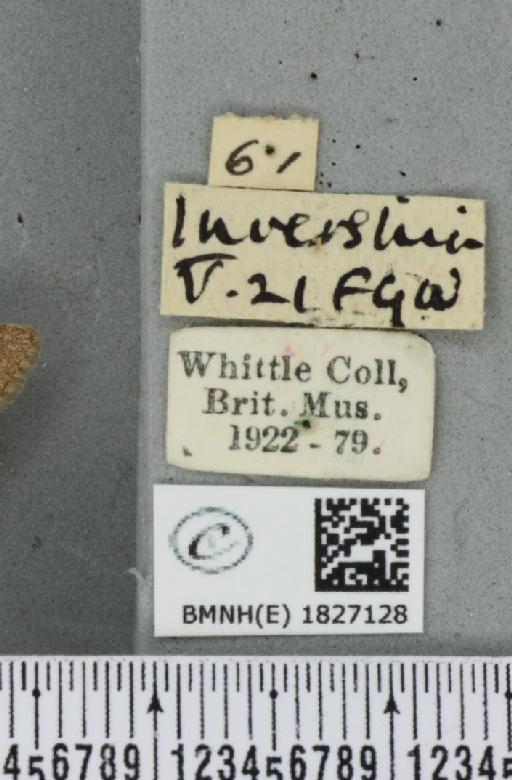 Eupithecia indigata (Hübner, 1813) - BMNHE_1827128_label_401171