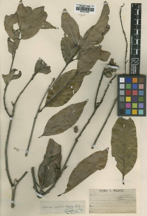 Castanopsis piriformis Hickel & A.Camus - BM000907527