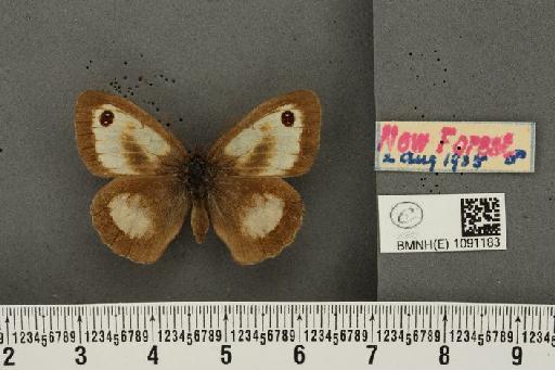 Pyronia tithonus britanniae ab. albidus Cockerell, 1889 - BMNHE_1091183_1497