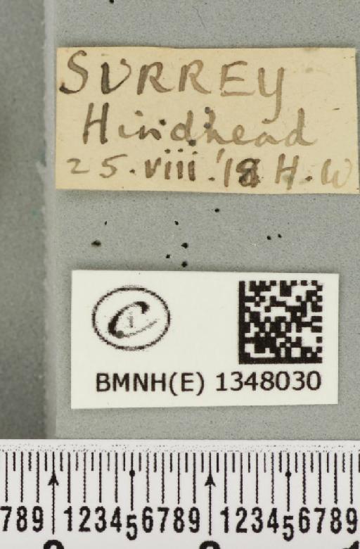 Triodia sylvina (Linnaeus, 1761) - BMNHE_1348030_label_186073