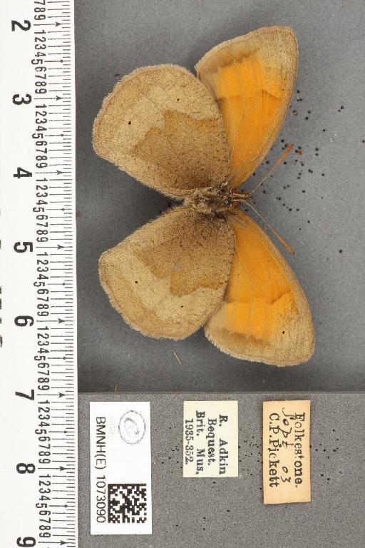 Maniola jurtina insularis ab. anommata Verity, 1904 - BMNHE_1073090_39901