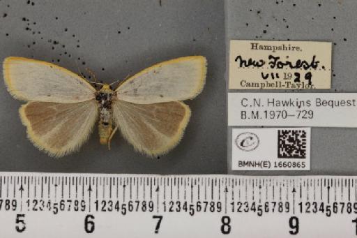 Cybosia mesomella (Linnaeus, 1758) - BMNHE_1660865_284548