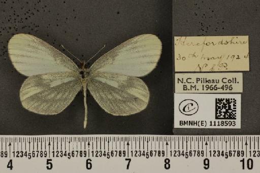 Leptidea sinapis sinapis Linnaeus, 1758 - BMNHE_1118593_73707