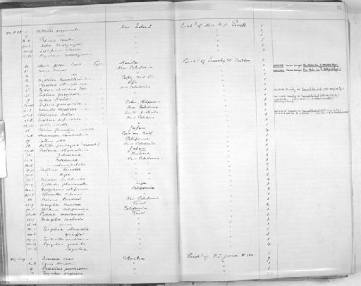 Patella pentagona Born, 1780 - Zoology Accessions Register: Mollusca: 1906 - 1911: page 31