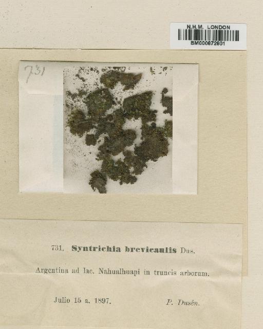 Syntrichia brevicaulis Dusén - BM000872801