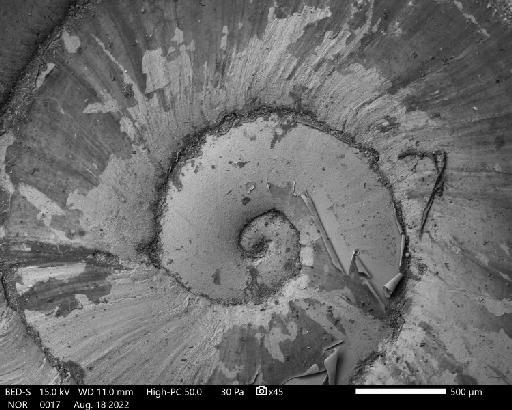 Helix ammoniformis subterclass Tectipleura d'Orbigny, 1835 - 1854.12.4.105, SYNTYPES, Helix ammoniformis A.D.Orb., 1835