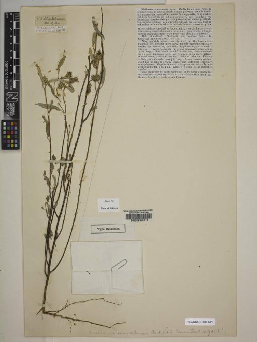 Melhania somalensis Baker f. - BM000630119