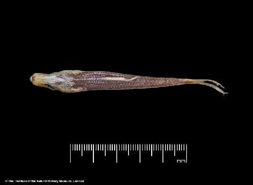 Herklotsichthys lossei Wongratana, 1983 - BMNH 1976.8.19.51-63, PARATYPES, Herklotsichthys lossei d, dorsal