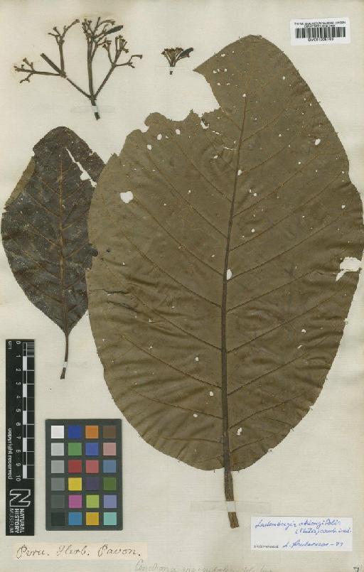 Ladenbergia oblongifolia (Humb. ex Mutis) Andersson - BM001008763