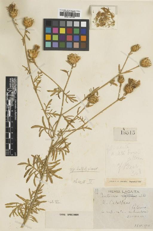 Centaurea cineraria L. - BM001043180