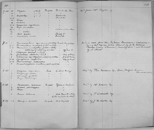 Paradicrolene multifilis Alcock, 1889 - Zoology Accessions Register: Reptiles & Fishes: 1878 - 1892: page 343