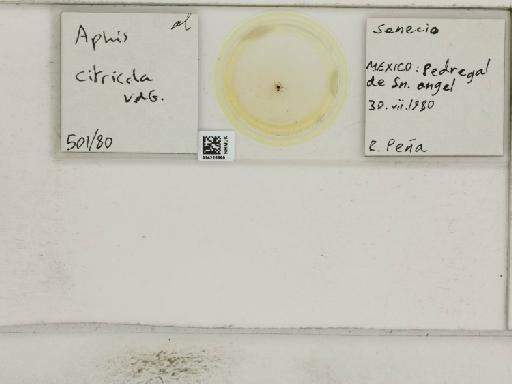 Aphis (Medoralis) spiraecola Patch, 1914 - 014226890_112528_1093088_157832_NoStatus