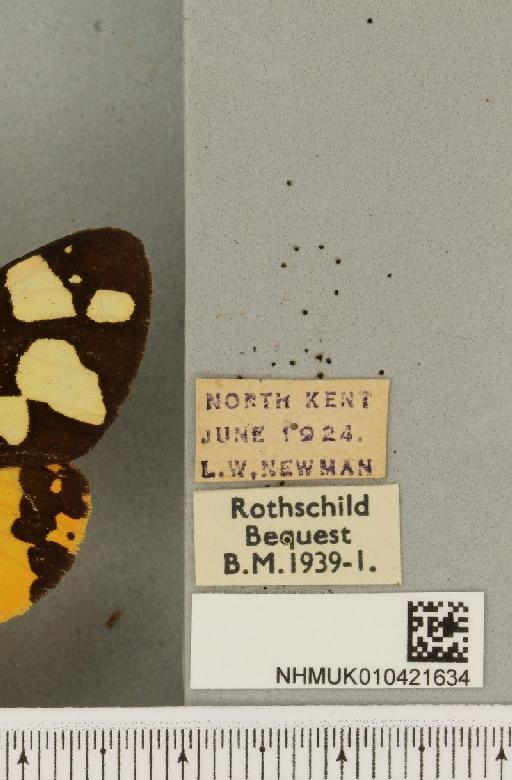 Arctia villica britannica Oberthür, 1911 - NHMUK_010421634_label_533391