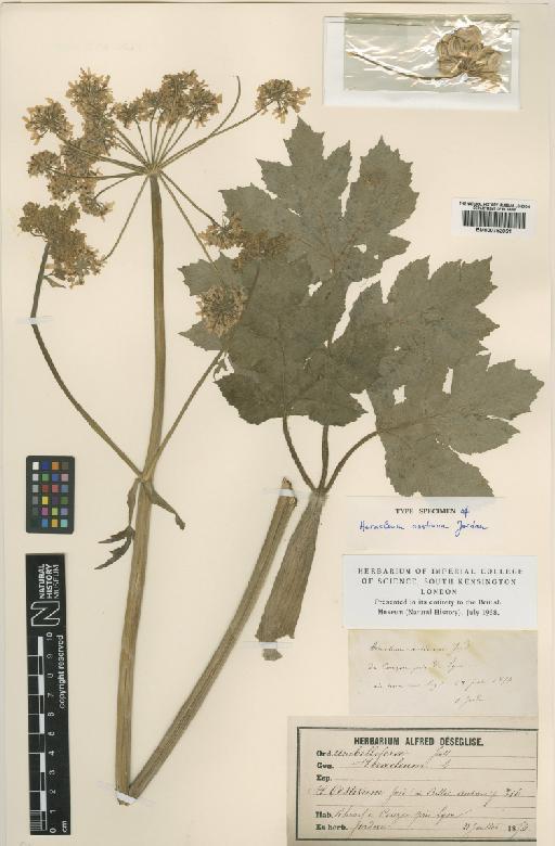 Heracleum sphondylium subsp. sibiricum Simonk. - BM000752051
