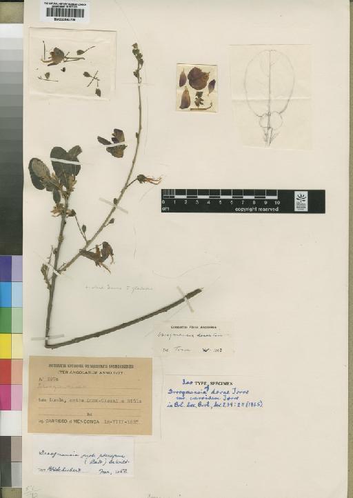 Droogmansia dorae var. carrisoi Torre - BM000842734