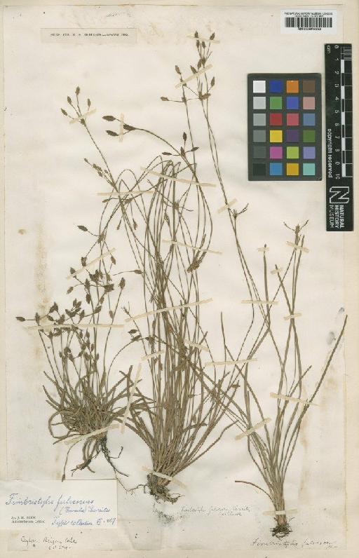 Fimbristylis fulvescens (Thwaites) Thwaites - BM000959058