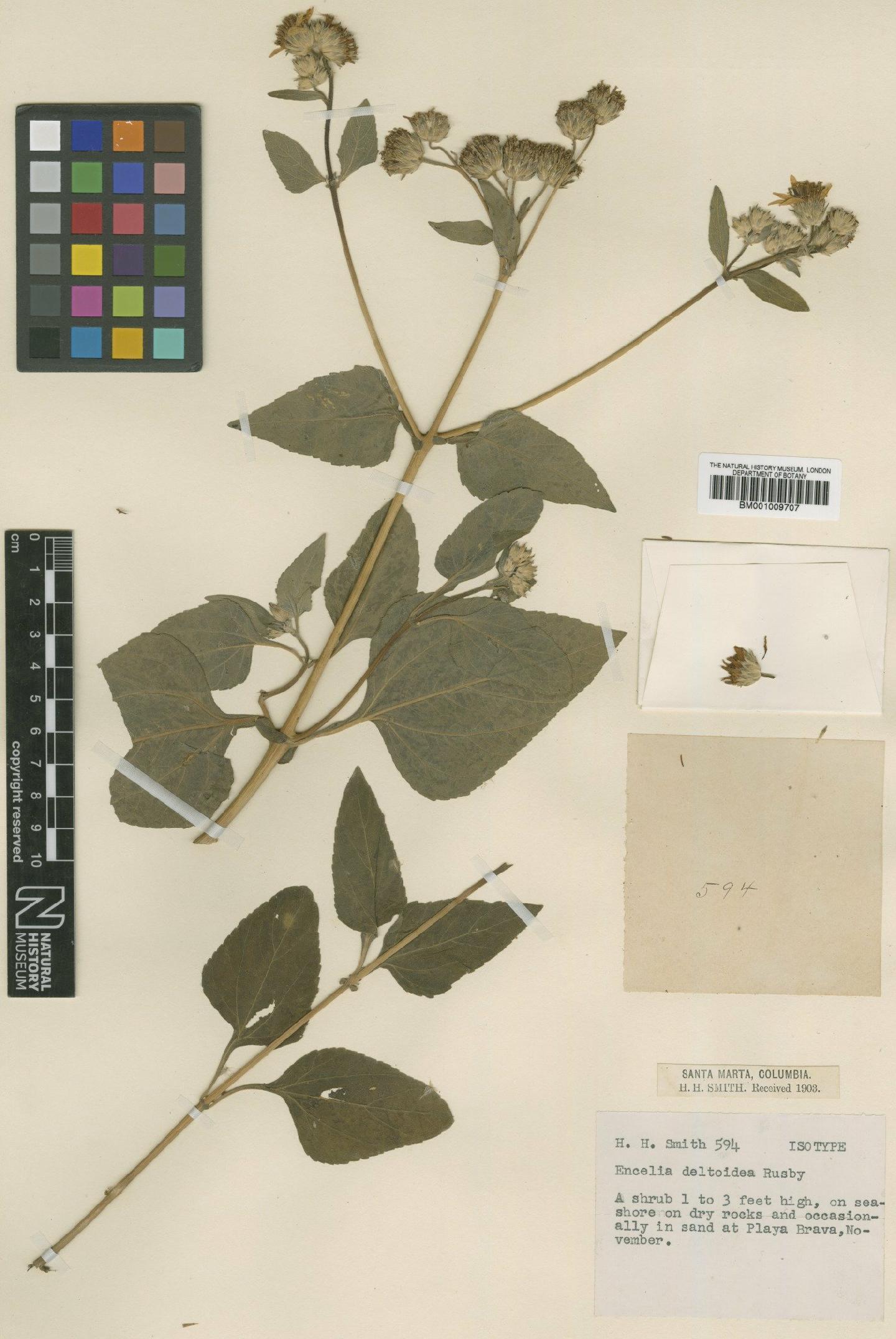 To NHMUK collection (Encelia deltoidea Rusby; Isotype; NHMUK:ecatalogue:620040)