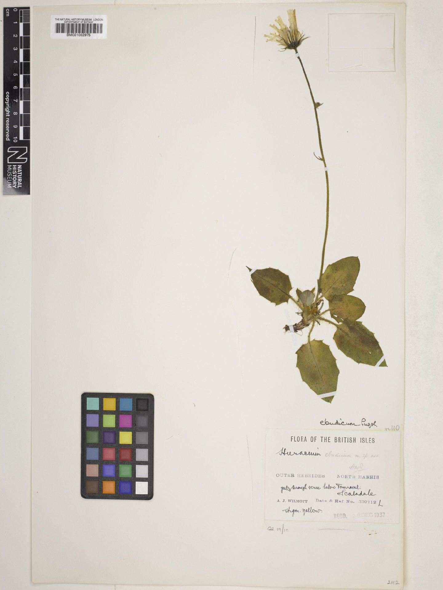 To NHMUK collection (Hieracium ebudicum Pugsley; NHMUK:ecatalogue:2294629)