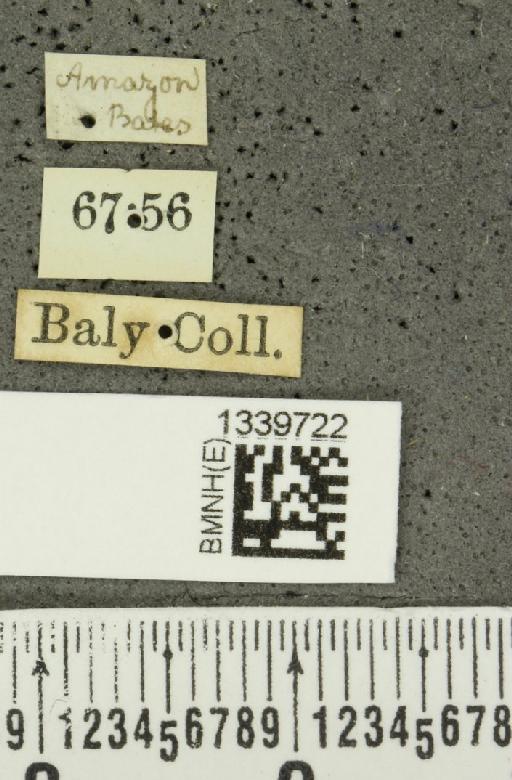 Aristobrotica angulicollis (Erichson, 1848) - BMNHE_1339722_label_23235