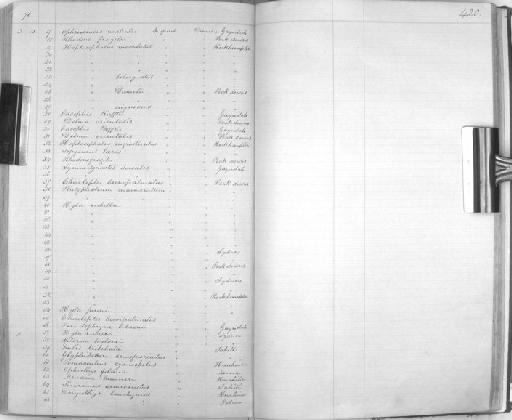 Glyphisodon semifasciatus - Zoology Accessions Register: Reptiles & Fishes: 1864 - 1877: page 420