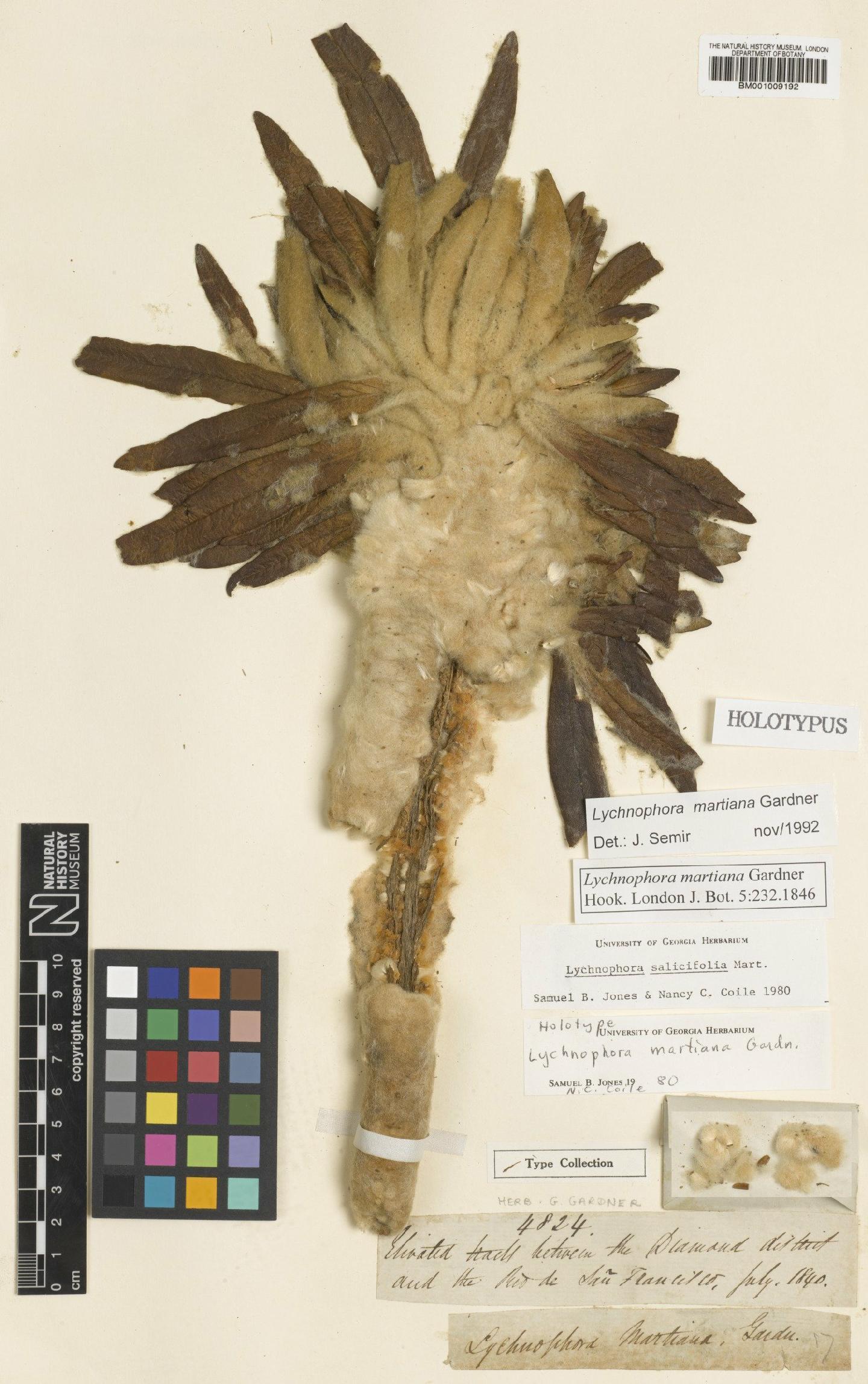 To NHMUK collection (Lychnophora martiana Gardner; Holotype; NHMUK:ecatalogue:557219)