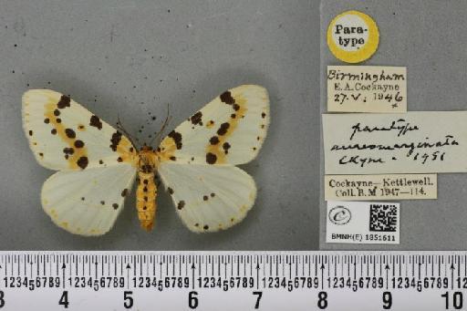 Abraxas grossulariata ab. aureomarginata Cockayne, 1951 - BMNHE_1851611_415018