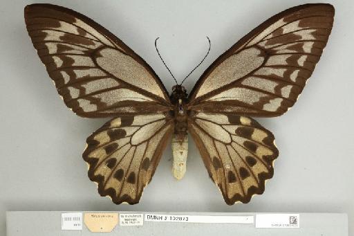 Ornithoptera croesus lydius Felder, 1865 - 013604924__