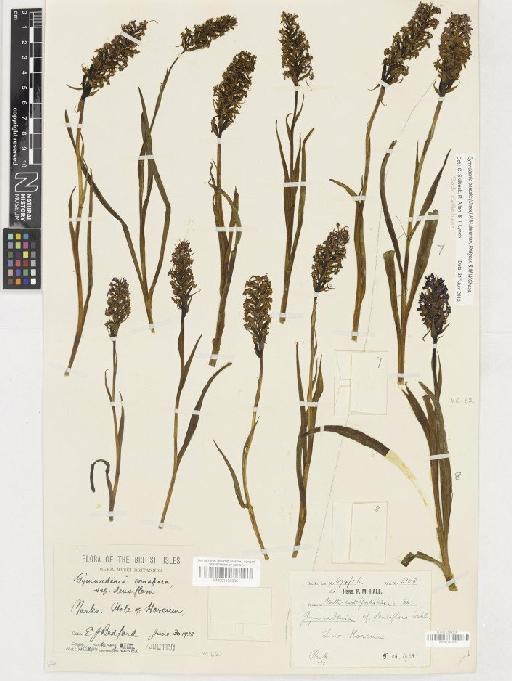 Gymnadenia borealis (Druce) R.M.Bateman, Pridgeon & M.W.Chase - BM001165508