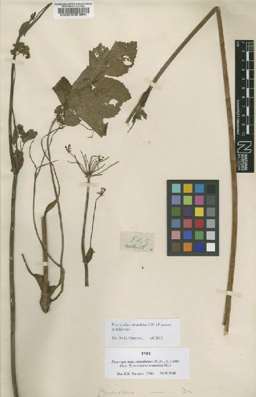 Pleurospermum rotundatum (DC.) C.B.Clarke - BM000521538