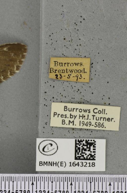 Stauropus fagi fagi (Linnaeus, 1758) - BMNHE_1643218_label_242524
