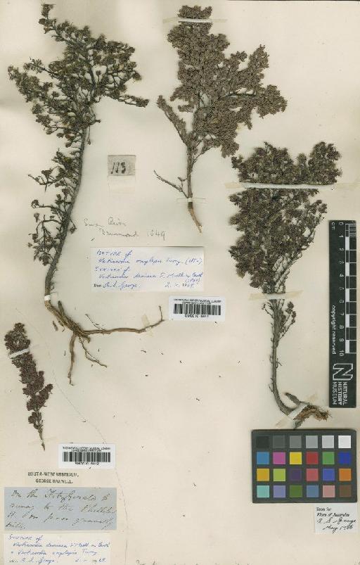 Verticordia demissa F.Muell. ex Benth. - BM001015011