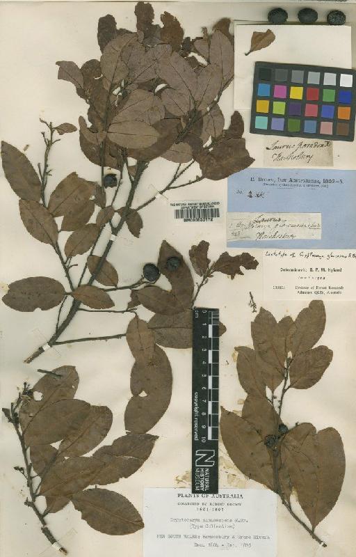 Cryptocarya glaucescens R.Br. - BM000630172