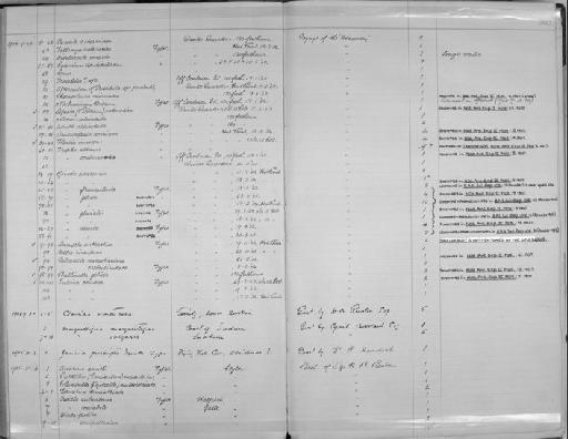 Cyamium denticulatum subterclass Euheterodonta E. A. Smith, 1907 - Zoology Accessions Register: Mollusca: 1900 - 1905: page 202