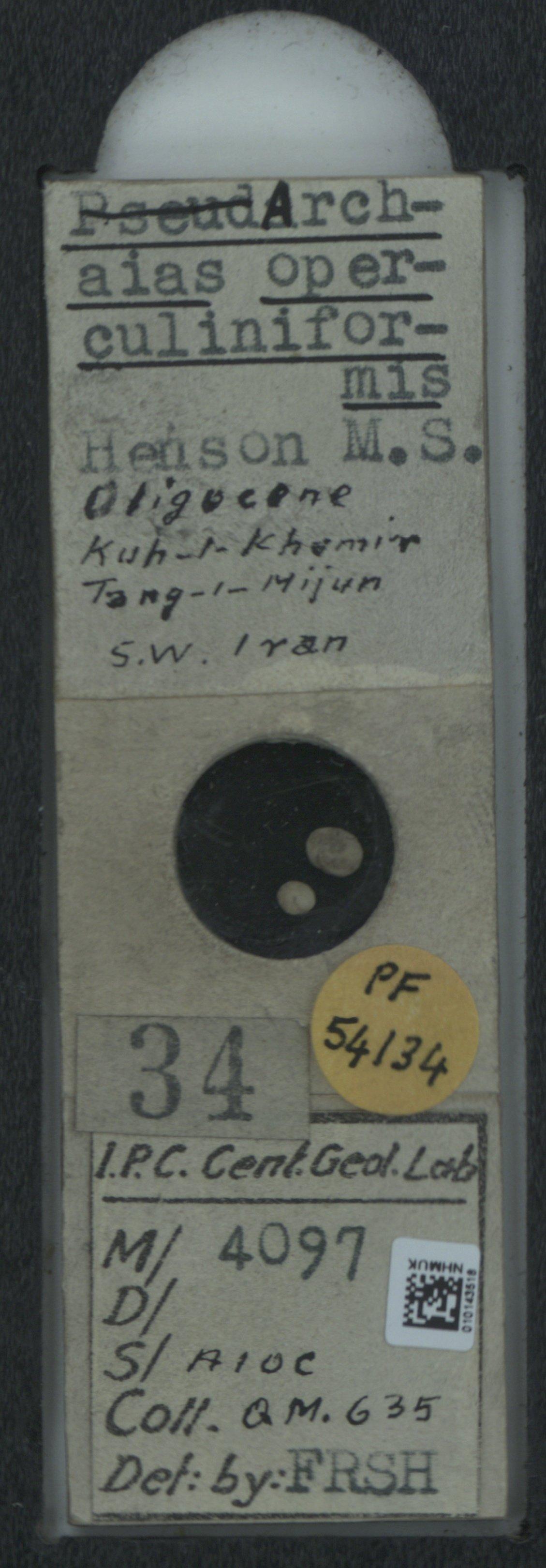 To NHMUK collection (Archaias operculiniformis Henson, 1950 MS; NHMUK:ecatalogue:2036205)