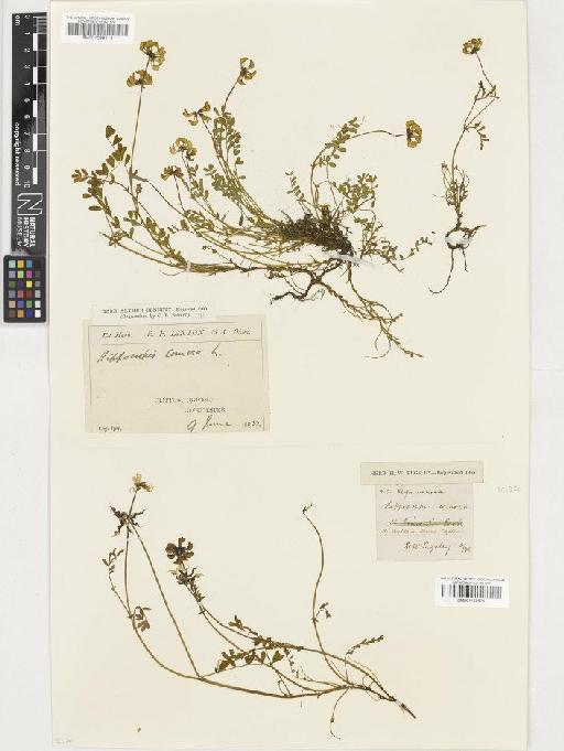 Hippocrepis comosa L. - BM001036113