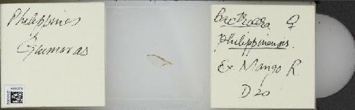 Bactrocera (Bactrocera) philippinensis Drew & Hancock, 1994 - BMNHE_1444374_57395