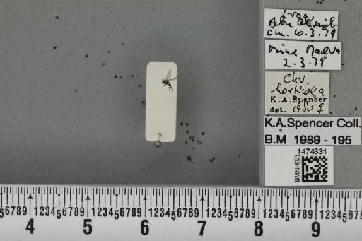 Chromatomyia horticola (Goureau, 1851) - BMNHE_1474831_48586