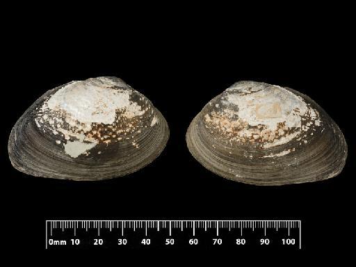 Unio crocodilorum subterclass Palaeoheterodonta Morelet, 1849 - 1965161, LECTOTYPE, Unio crocodilorum Morelet, 1849