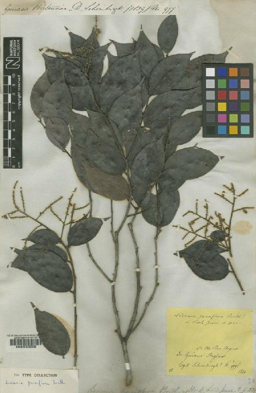 Licania parviflora Benth. - BM000602326